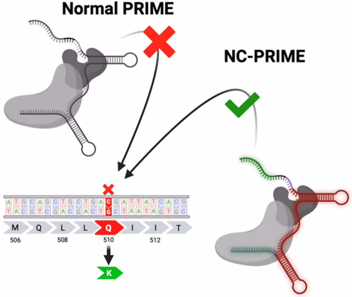 pegRNA modifications to improve prime editing Project acronym: ncPRIME