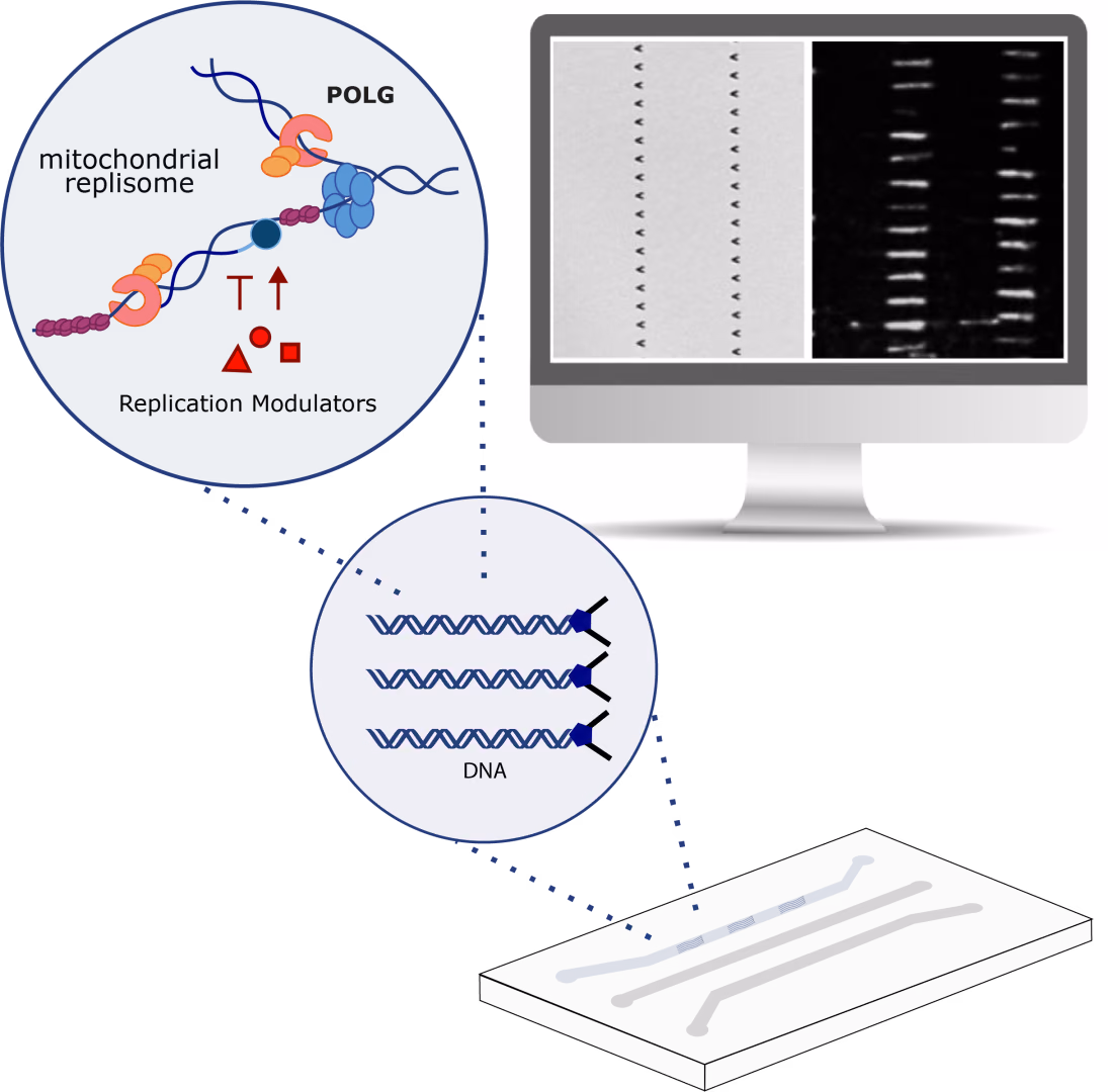 NanoLoom: a high-throughput platform for in vitro screening of modulators of mitochondrial replisome activity