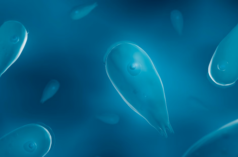 AI-PARA-DETECT: Revolutionising parasitic disease diagnosis: advanced AI-powered automated microscopy for rapid PARAsite DETECTion