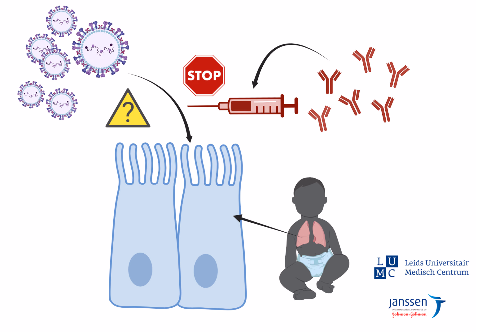 REPIC: RSV Entry Pathway in Human Ciliated Airway Cells