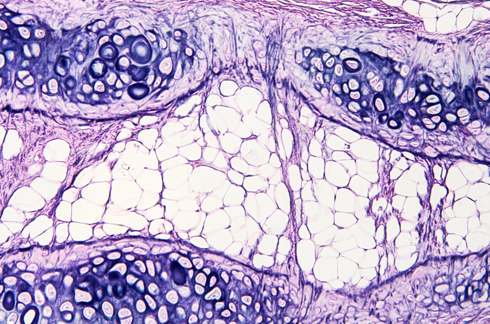 joint tissues