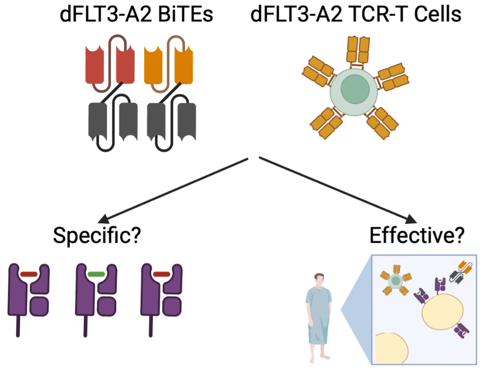 T Cell Receptor Based Immunotherapeutics Targeting FLT3-TKD Mutated Acute Myeloid Leukaemia