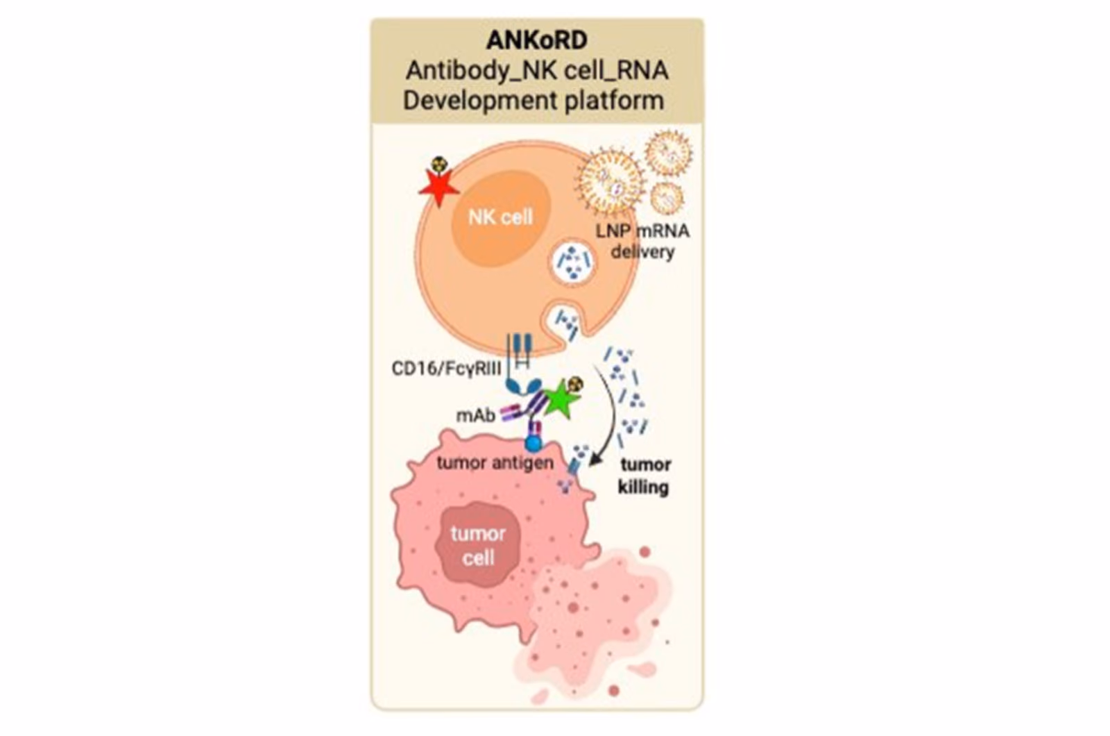 ANKoRD project utilizes a novel combination of Natural Killer cells and therapeutic antibodies to target and treat cancer