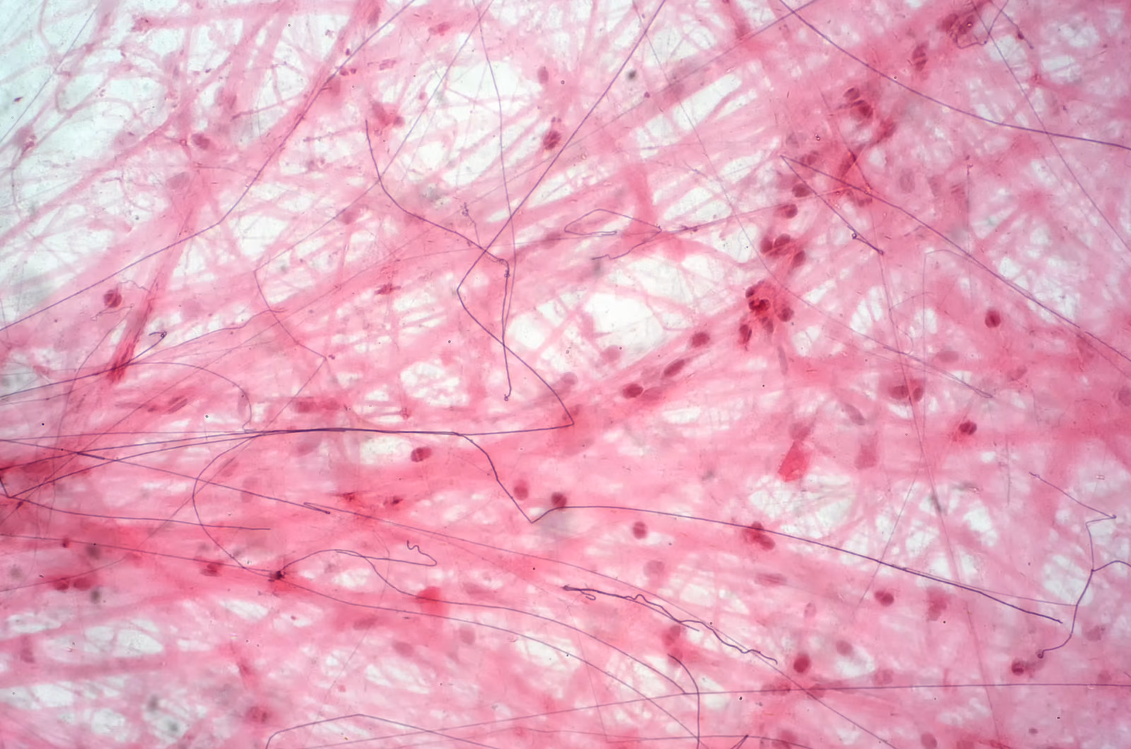 High throughput in vitro screening system for cardiac drugs, Heartchip II