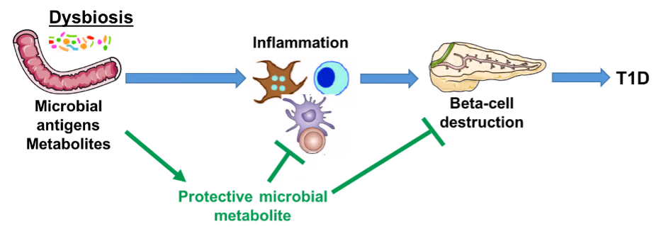 A novel microbial metabolite to limit autoimmunity and protect pancreatic beta cells in type 1 diabetes