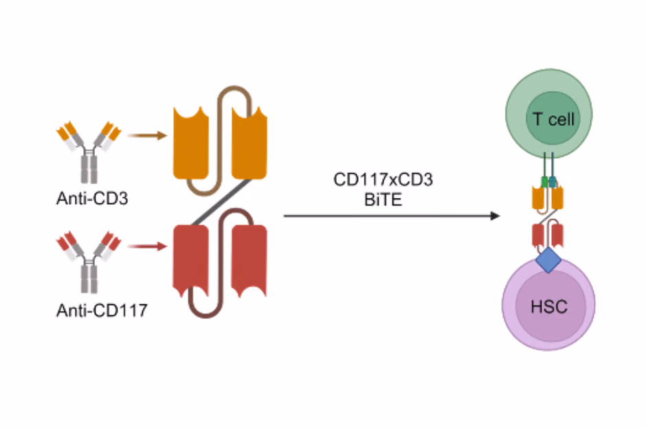 Optimization and preclinical testing of PR004384-anti-CD117xCD3-BiTE for safe bone marrow conditioning prior to stem cell transplantation