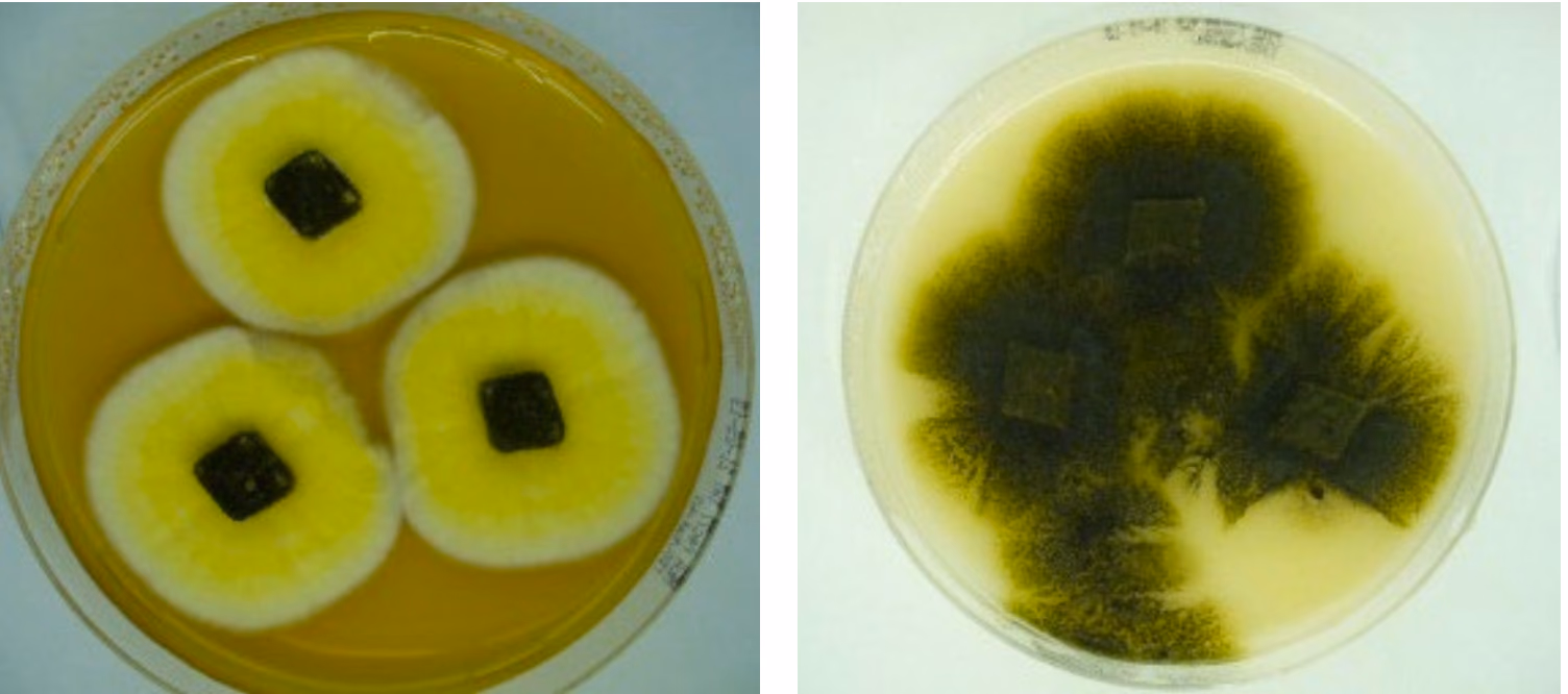 Two examples of fungi growing on agar plates