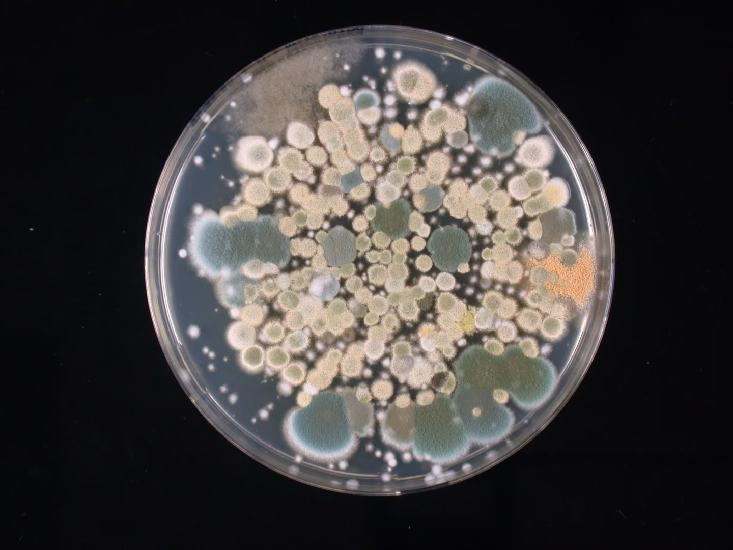 DNA-based profiling of fungi in Dutch houses for better indoor quality assessments.