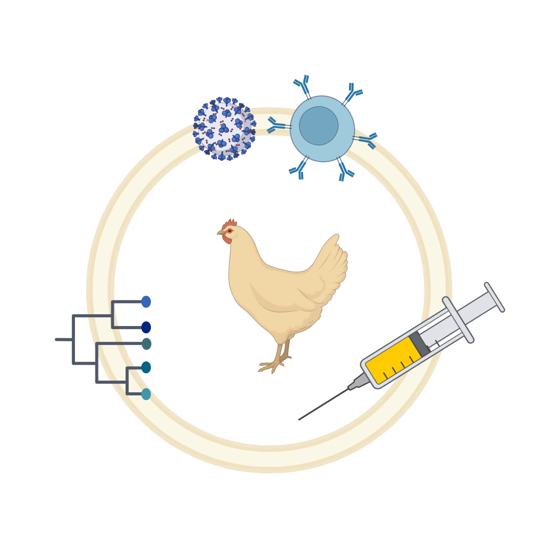 Designing Broad-protective Vaccines and Understanding Chicken Immunity Against Avian Coronavirus