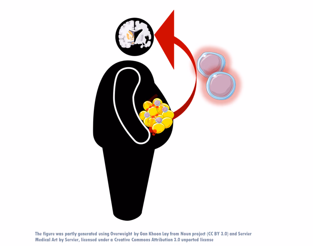 The adipose tissue – brain axis as an inflammatory link between obesity and Alzheimer’s Disease