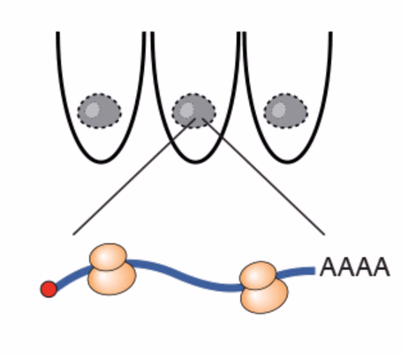 Development of a robust method to simultaneously detect ribosome profiles and transfer RNAs in individual fixed cells