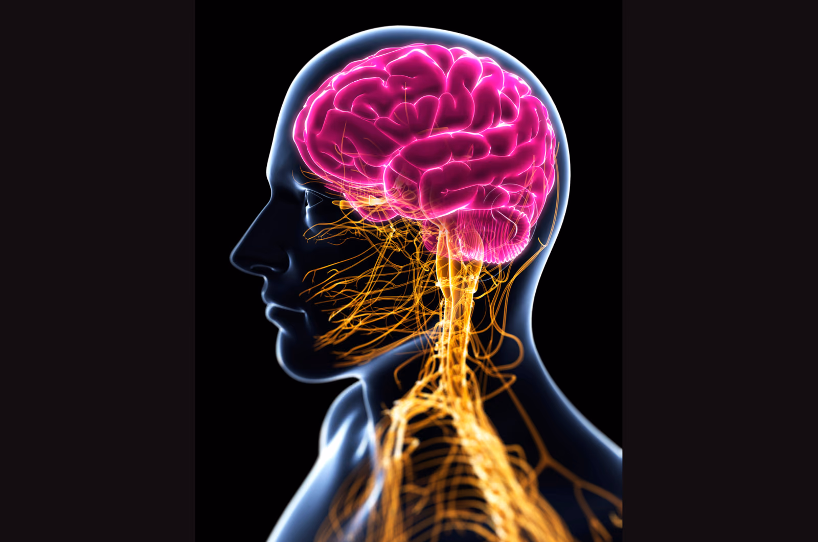 IMM-BBB: development of tools to study immunological changes of the blood-brain barrier in support for neurological diseases such as multiple sclerosis and Alzheimer’s disease