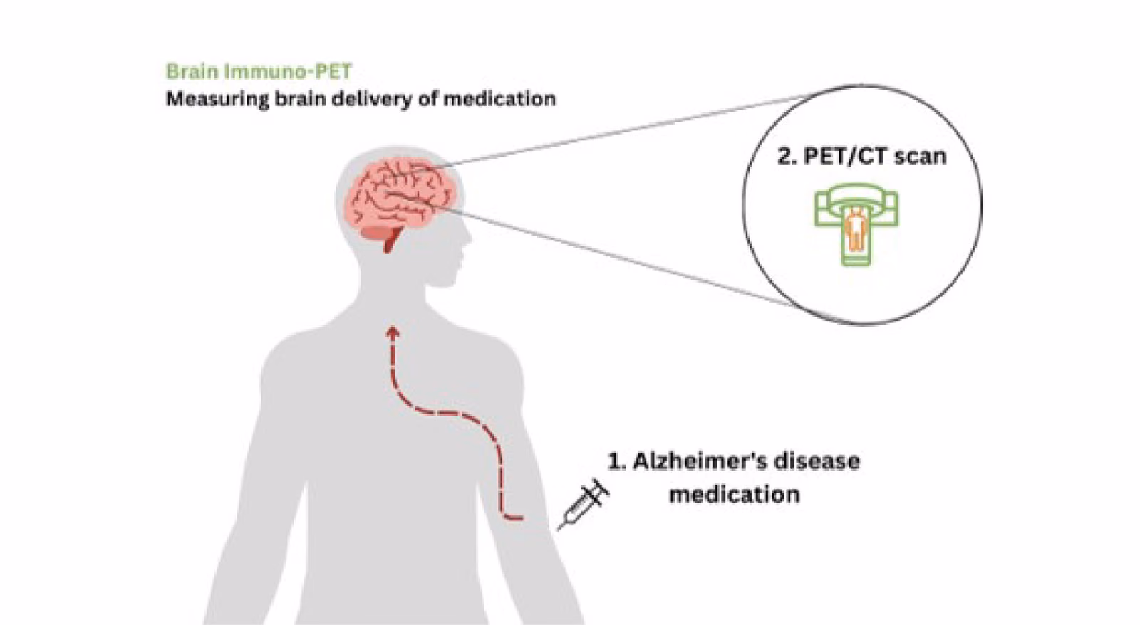 Across the blood brain barrier: measuring brain delivery of monoclonal antibodies with 89Zirconium-immuno-PET. Acronym: Brain Immuno-PET