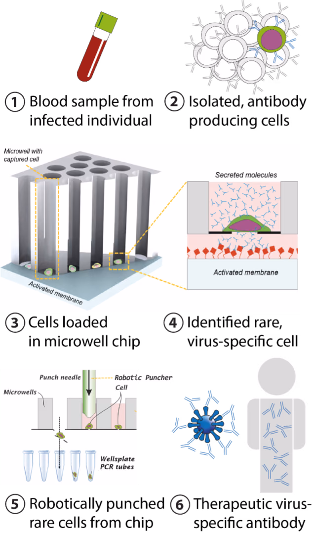 B-cell Puncher Technology: development of a novel antibody discovery pipeline to target emerging viruses (Punch-mAb)