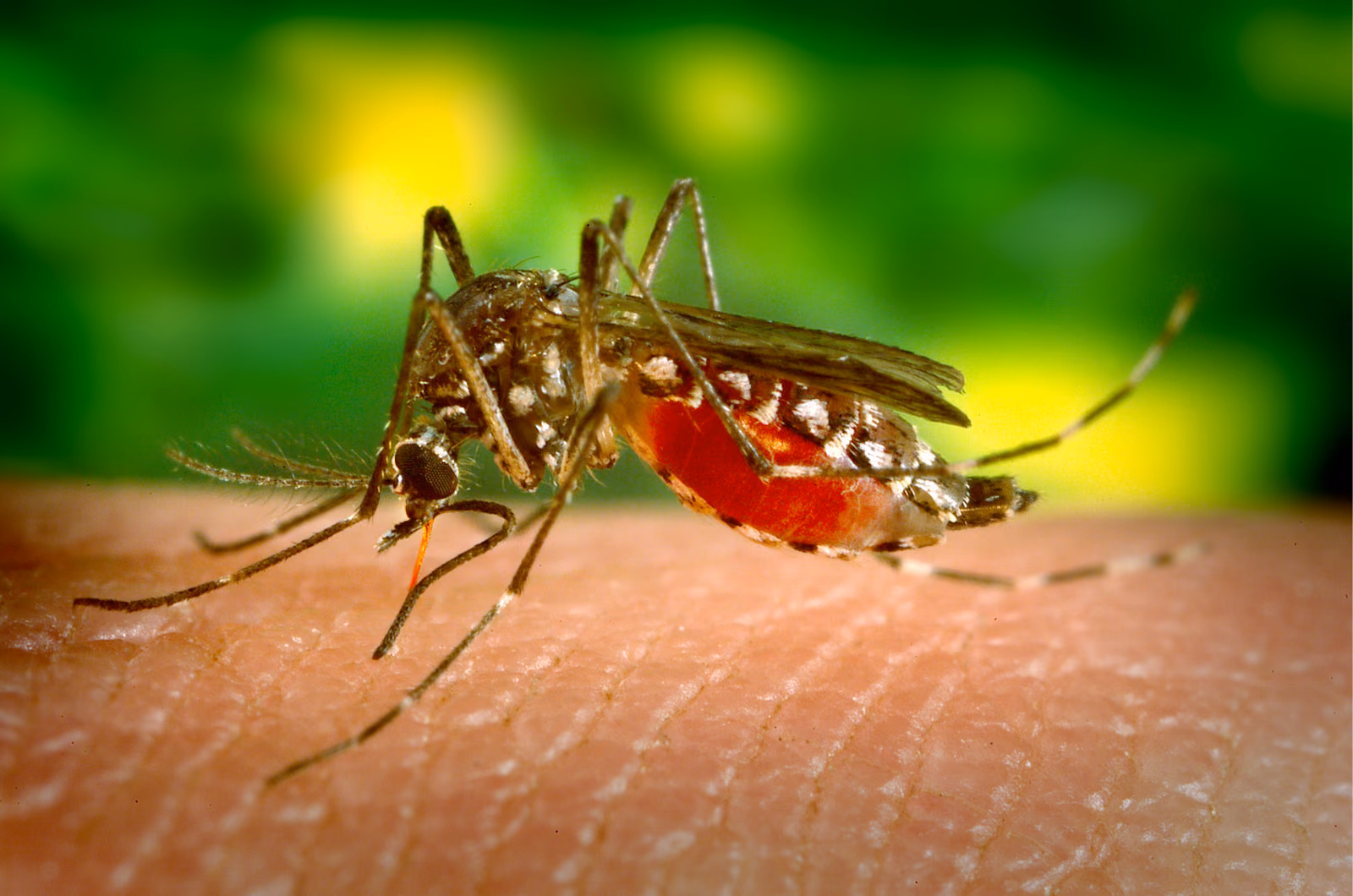 PANTIVIRAL: Pandemic preparedness through the development of broadly-acting antiviral drugs
