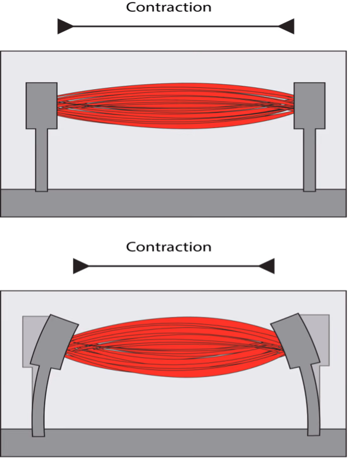 Noninvasive analysis of muscle-on-a-chip: increased throughput, exercise modules, and application to muscle disease