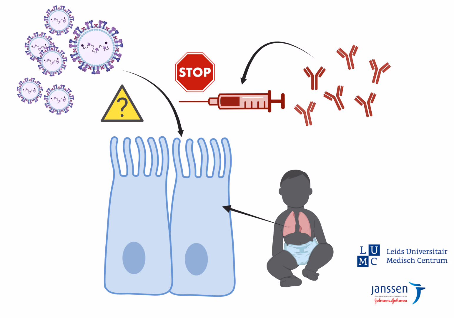 REPIC: RSV Entry Pathway in Human Ciliated Airway Cells