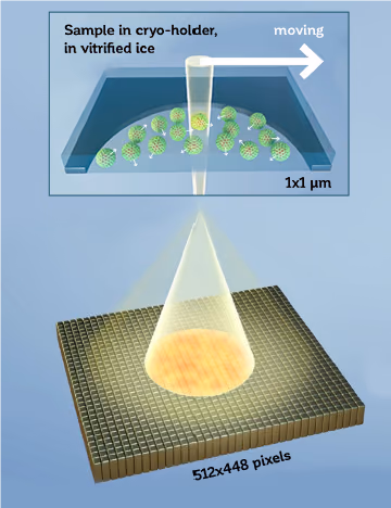 Ultrafast four-dimensions Electron Microscopy on Biological Samples.
