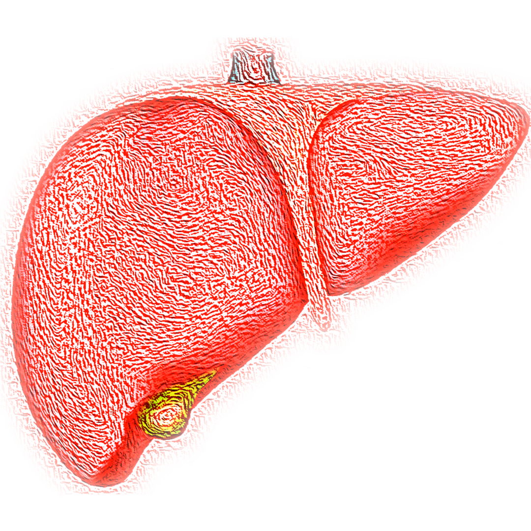 Targeting the fibroblast growth factor system in the treatment of non-alcoholic fatty liver disease (NAFLD)