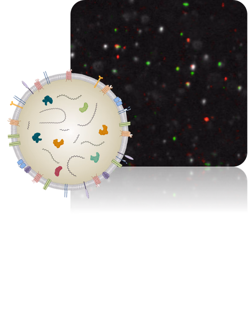 A new technology for quantification and characterisation of extracellular vesicles in complex clinical samples.