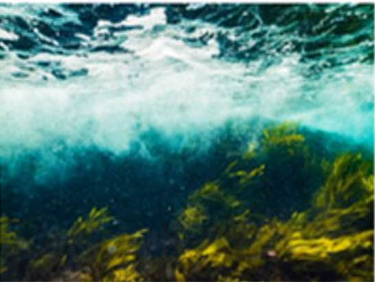 Seaweed: food against dementia?