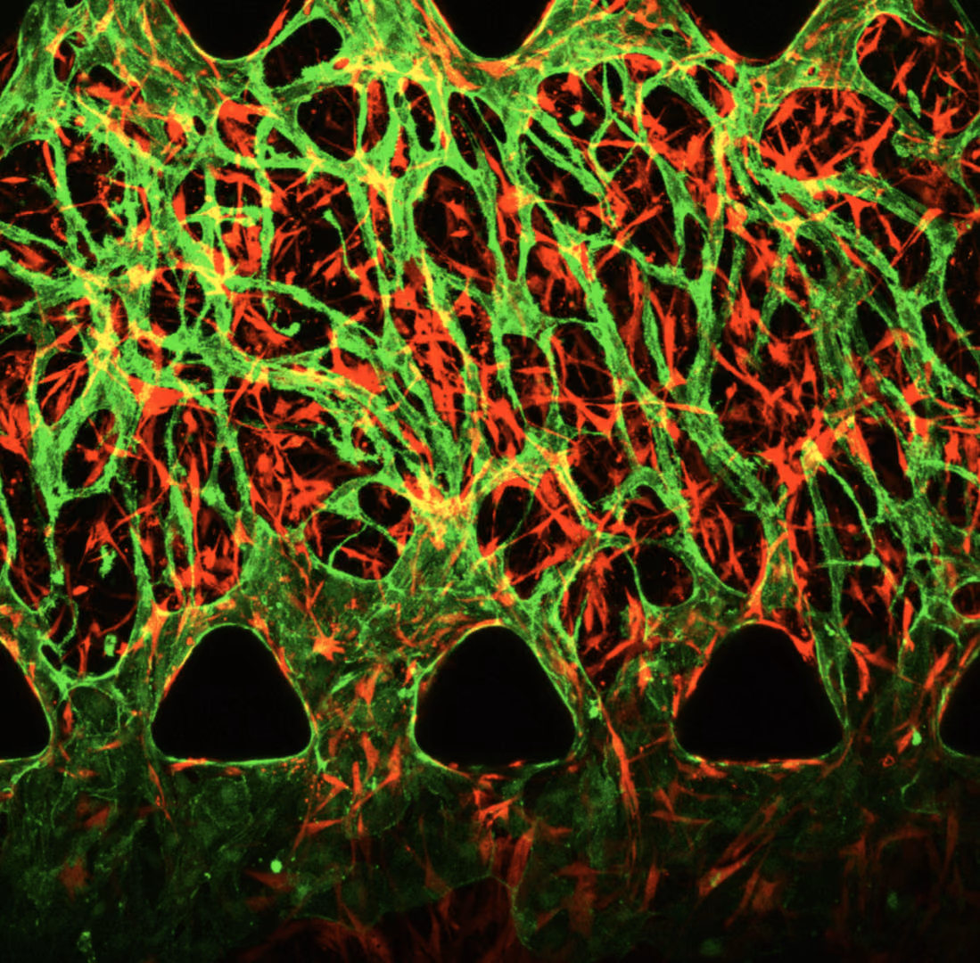 Mini organs in Blood Vessels