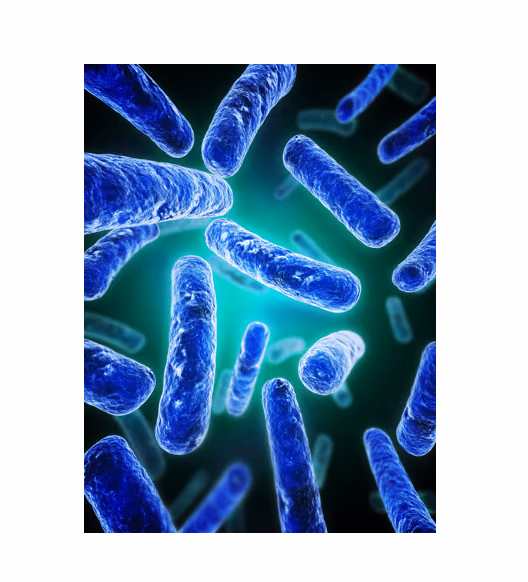 Role of gut bacteria in the development of autism