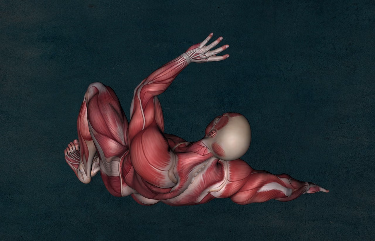 Muscle