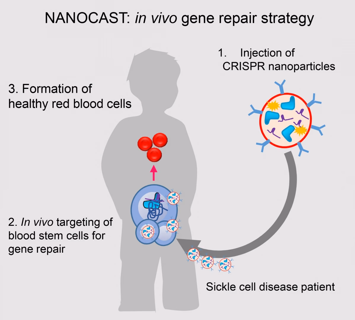 NANOCAST: Nanoparticles for Cas9 targeting in blood stem cells