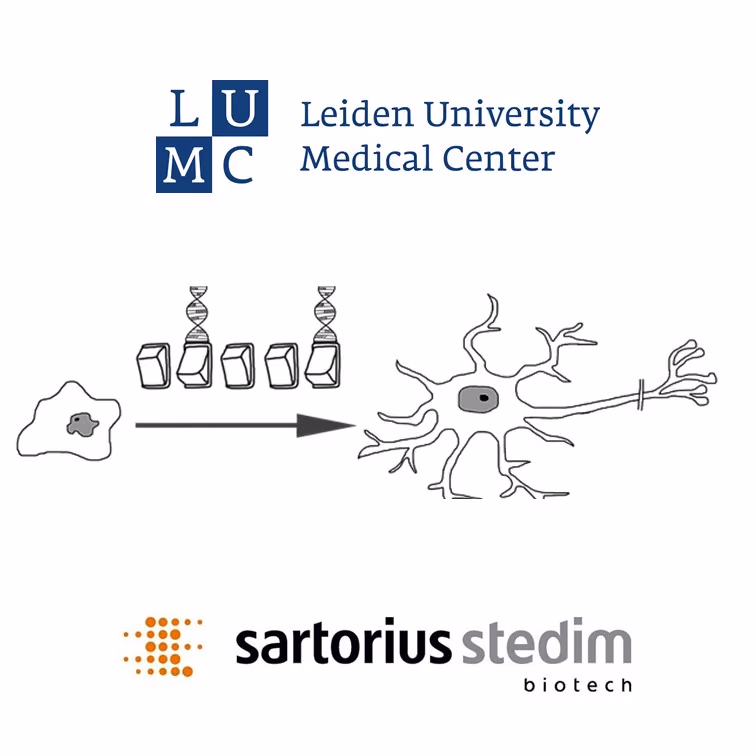 CARMEN: Using continuous imaging to optimise the differentiation of induced pluripotent stem cells for personalised medicine applications