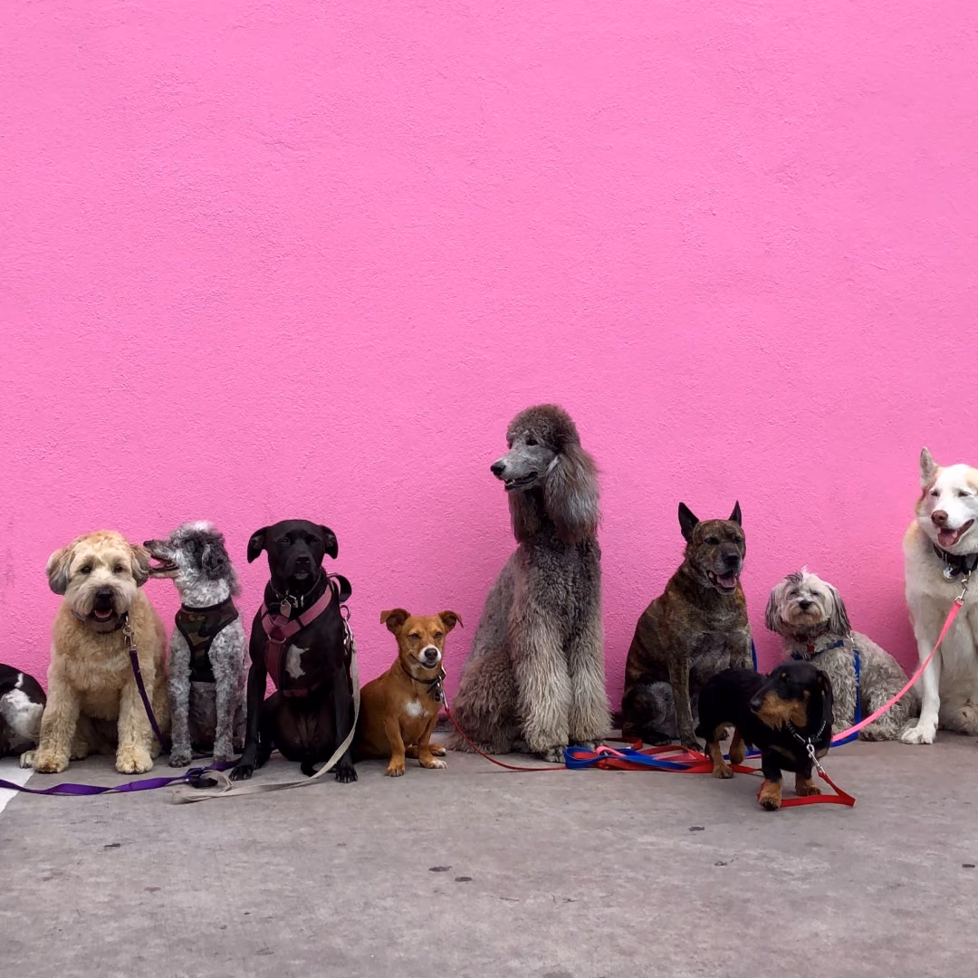 Translation of high-throughput genetics from inbred dogs to identify mutations involved in complex genetic diseases in humans