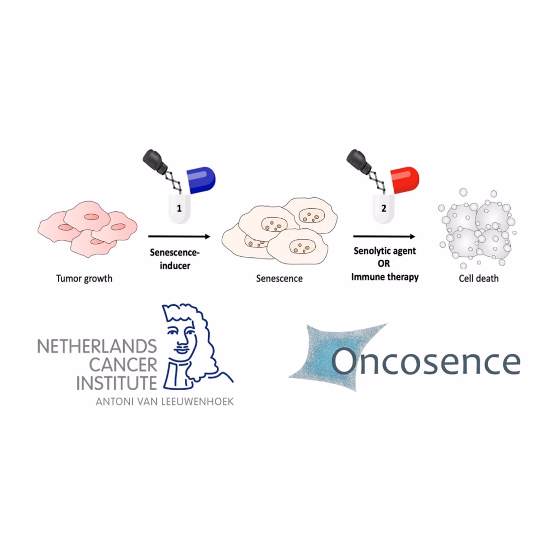 Oncosence: Exploiting senescence for the treatment of cancer