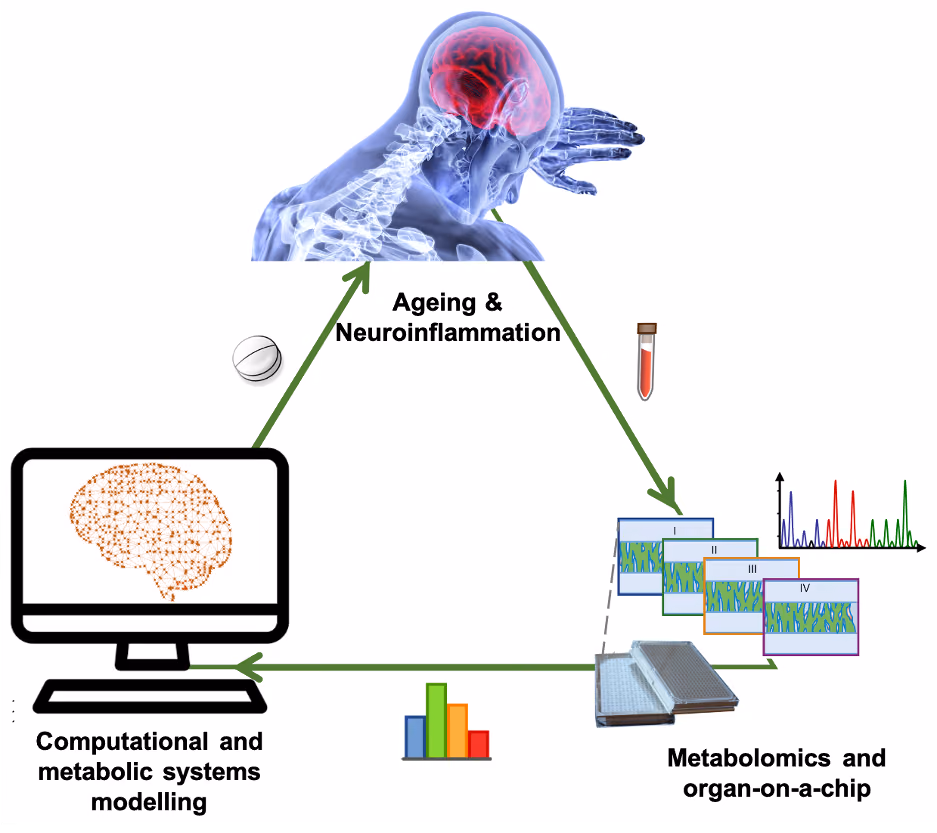 Dissecting neuroinflammation using metabolomics and organ-on-a-chip (NEUROMET)