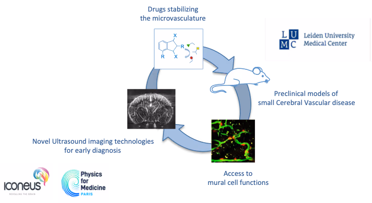 Targeting blood vessel instability as therapeutic approach to treat dementia