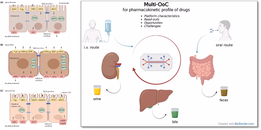 Drug disposition On-a-Chip: a multi-organ-on-chip model tailored to mimic pharmacokinetics in vitro