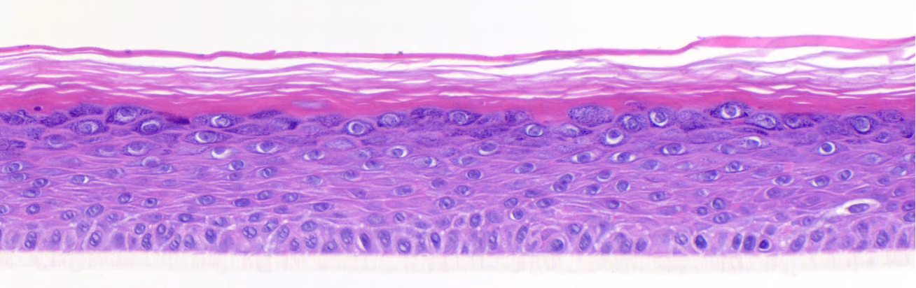 Platform for Alternative Skin Tests for sustainable FUTURE science (PAST4FUTURE)