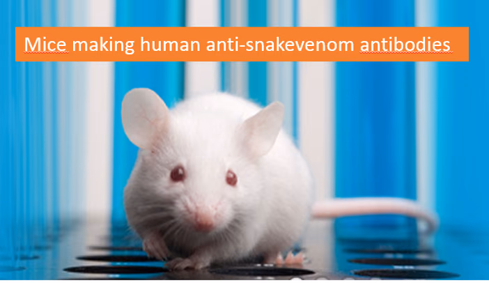 Novel strategy for the production of Human Antibodies to treat Venomous Snakebites