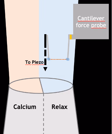 Contractile force of muscle fibers in Pompe disease and Facioscapulohumeral muscular dystrophy