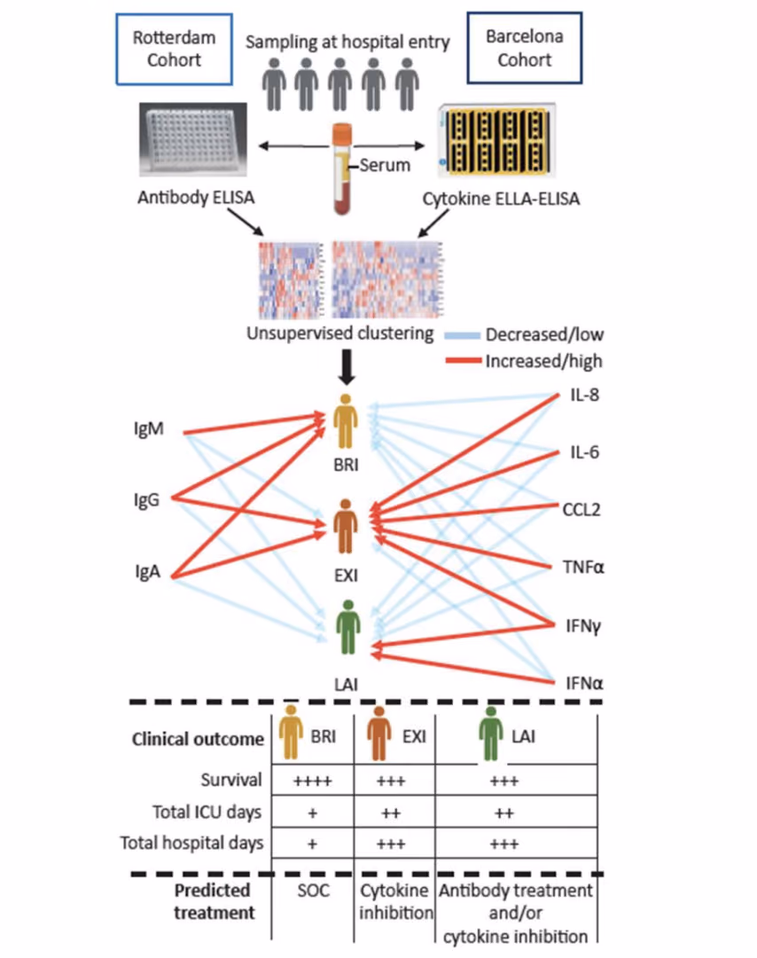 COVID-19 immunity and inflammation