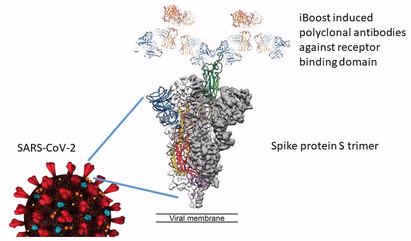 COVAX - Targeted vaccination against corona viruses