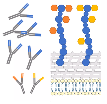 Broadly protective glycoconjugate vaccines targeting major animal and zoonotic Gram-positive pathogens – CANVAS