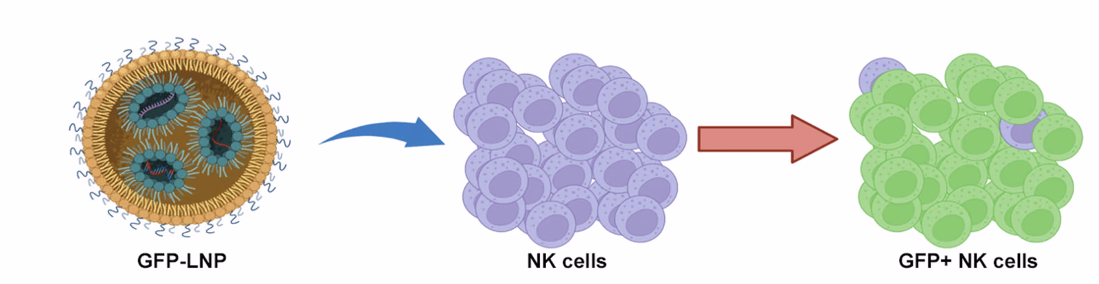 A scalable synthetic RNA delivery platform for universal ex vivo modification of NK cells