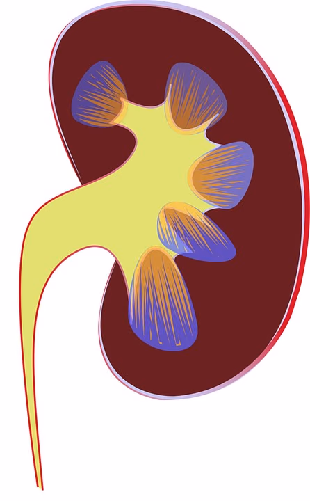 Improved Risk Stratification prior to Kidney Transplantation by Discriminating Pathogenic from Clinically Irrelevant Donor Specific HLA antibodies in relation to complement activation