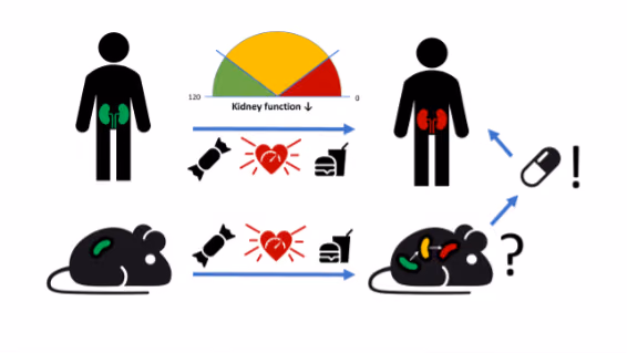 Development of a clinically relevant research model of progressive diabetic nephropathy