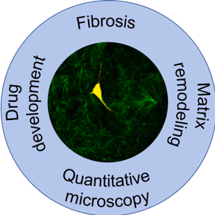 Visualising forces in fibrosis