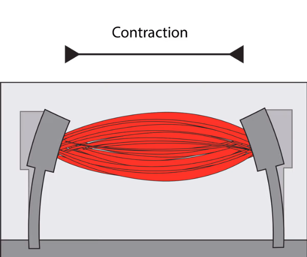 Development of a high throughput 3-dimensional muscle-on-chip model