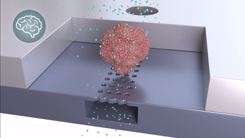 Development of a midbrain-on-a-chip model for Parkinson’s disease