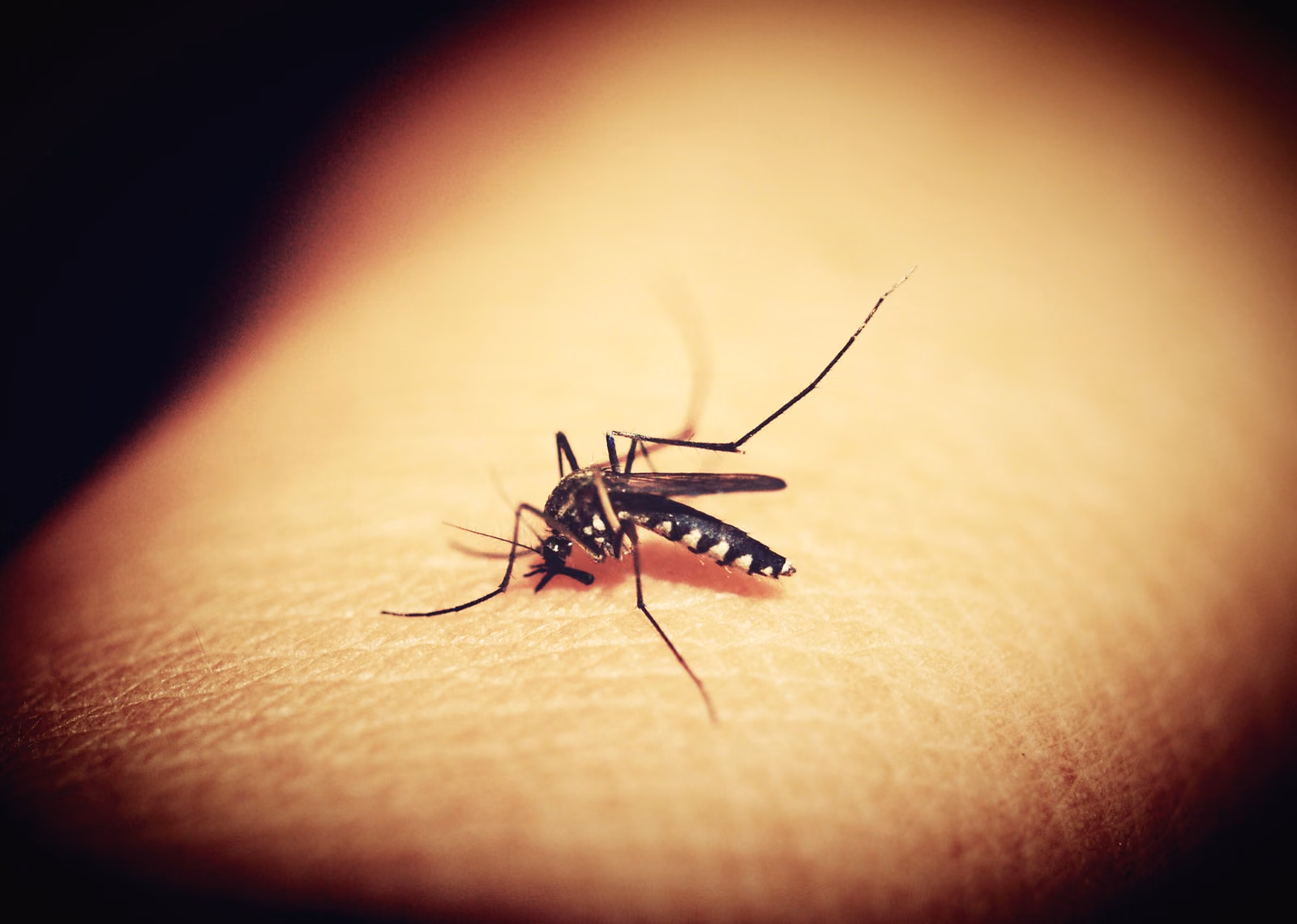Novel validated dengue assays for drug development