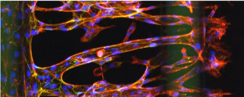 STABILISE: Human pericyte-stabilised three dimensional microvessels on-a-chip
