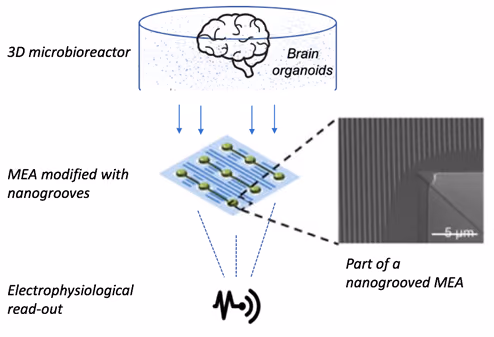 Nano+: 3D Nanogroove-aligned human induced PLUripotent Stem cell-derived neurons